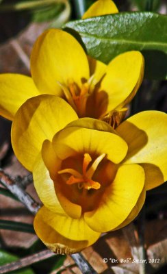 7199-First-Yellow-Crocus