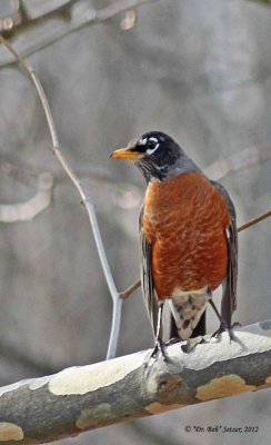 7246-Robin-looking