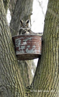 7867-Owl-in-bucket.jpg