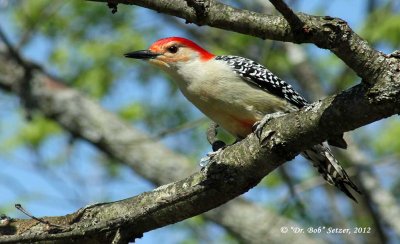 9920-Red-bellied-Woodpecker