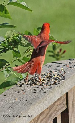 3945-Cardinal-dancing-with-the-stars