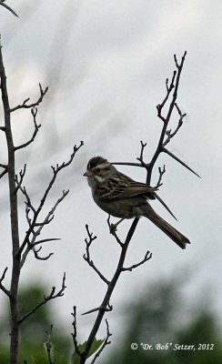 4197-Clay-colored-Sparrow