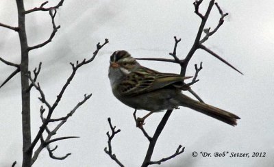 4201-Clay-colored-Sparrow
