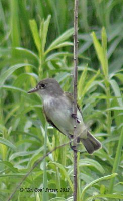 4256-Willow-Flycatcher