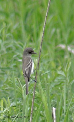 4260-Willow-Flycatcher