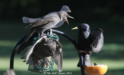 4524 starving Starling