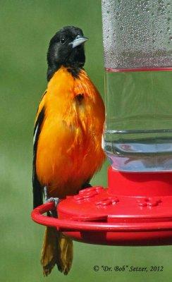 2100-Oriole-male-on-hummer-feeder