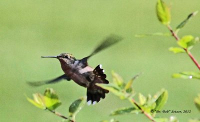 9085-Hummer-on-wing
