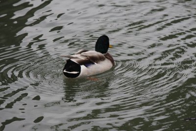 Duck Butt