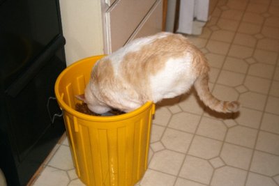 Cat Butt!