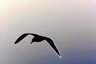 California Seagull over Black Rock.