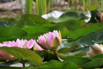 Pond flower