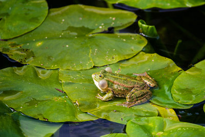 Les Jardins d'Annevoie 2012 _003.jpg