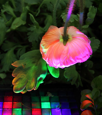 Iceland Poppies