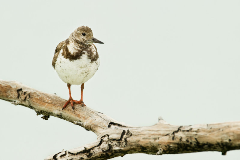 Tournepierre  collier -- Ruddy Turnstone
