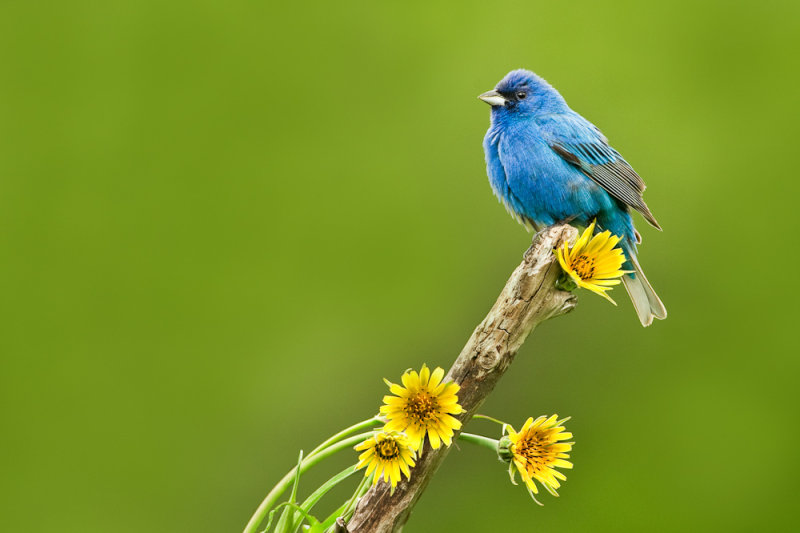 Passerin indigo, mle -- Indigo Bunting, male