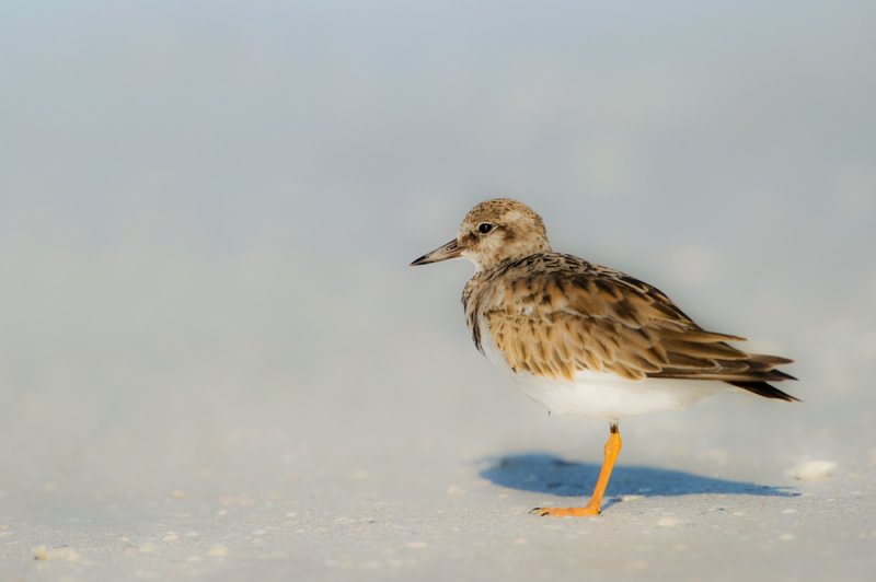 Tournepierre  collier -- Ruddy Turnstone