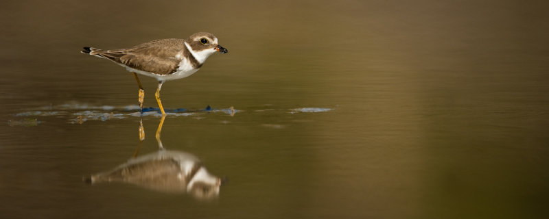 Pluvier semipalm -- Semipalmated Plover