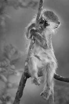 Singe vervet