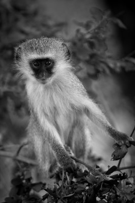 Singe vervet