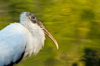 Tantale d'Amrique -- Wood Stork