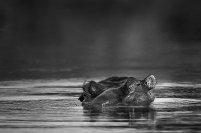 Hippopotame