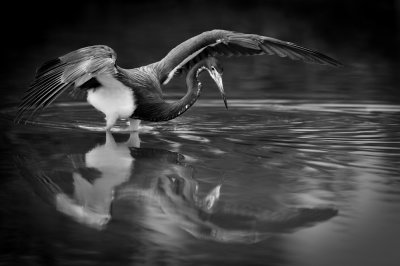 Aigrette tricolore