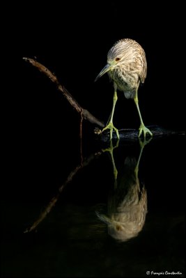 Bihoreau gris, juvnile -- Black-crowned Night Heron, juvenile