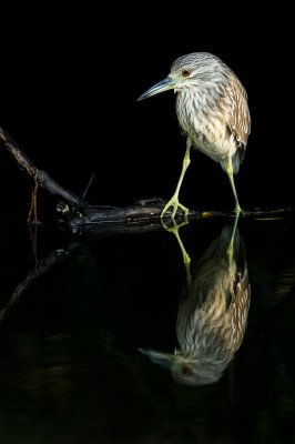 Bihoreau gris, juvénile -- Black-crowned Night Heron, juvenile