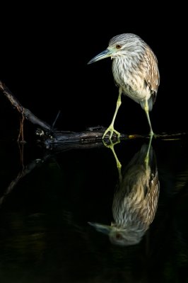 Bihoreau gris, juvnile -- Black-crowned Night Heron, juvenile