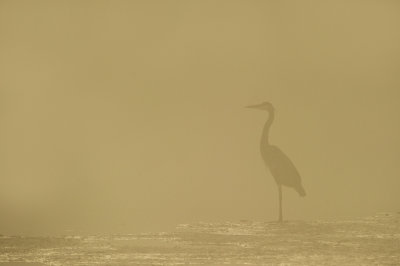 The great blue in the fog