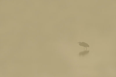 The great blue hunting in the morning fog