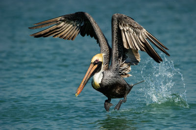 Plican brun  -- Brown pelican