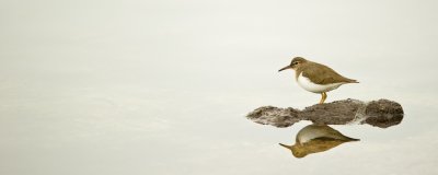 Chevalier grivel -- Spotted Sandpiper