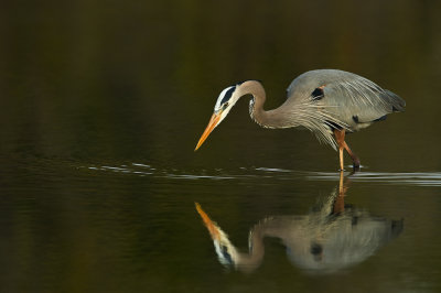 Grand héron -- Great Blue Heron