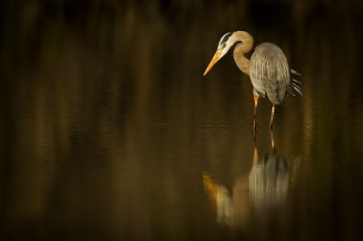 Grand héron -- Great Blue Heron