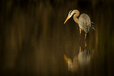 Grand hron -- Great Blue Heron