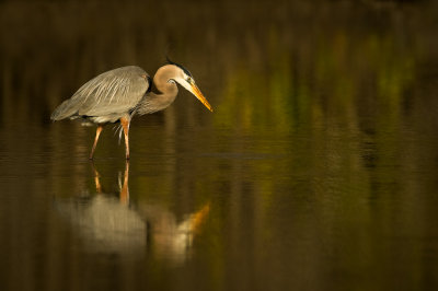 Grand héron -- Great Blue Heron