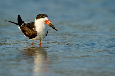 Bec-en-ciseaux noir -- Black skimmer