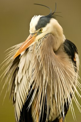 Grand héron -- Great Blue Heron