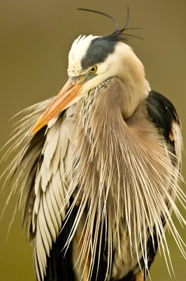 Grand hron -- Great Blue Heron