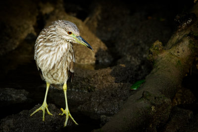 Bihoreau gris, juvnile -- Black-crowned Night Heron, juvenile