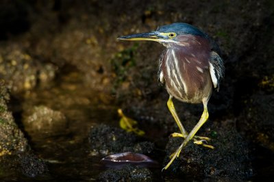 Héron vert -- Green Heron