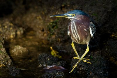 Hron vert -- Green Heron