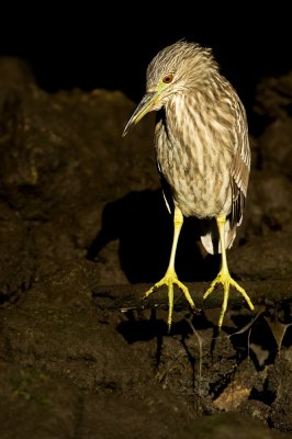 Bihoreau gris, juvénile -- Black-crowned Night Heron, juvenile