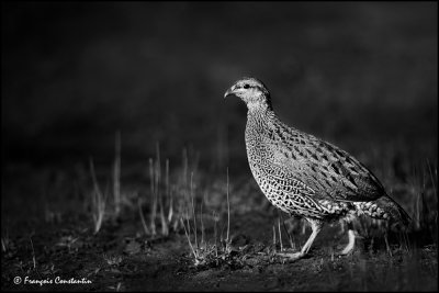 Francolin du Natal