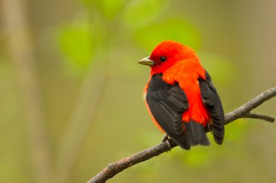 Piranga écarlate, mâle -- Scarlet Tanager, male