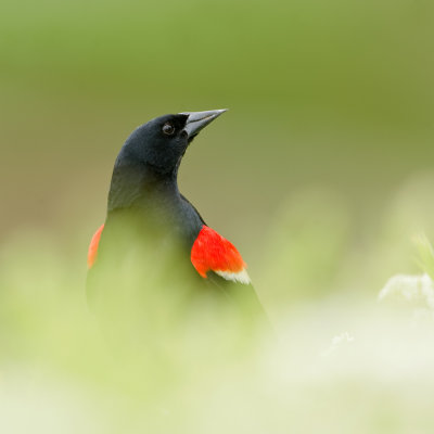 Carouge à épaulettes, mâle -- Red-winged Blackbird, male