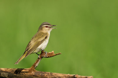 Viréo aux yeux rouges -- Red-eyed Vireo