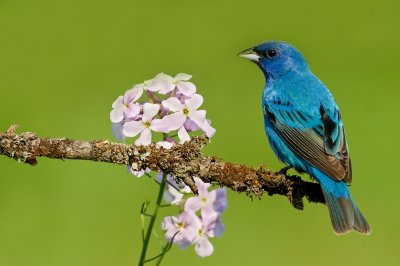 Passerin indigo, mle -- Indigo Bunting, male